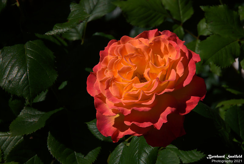 Bernhard Saalfeld - Gartenrose (2v9)